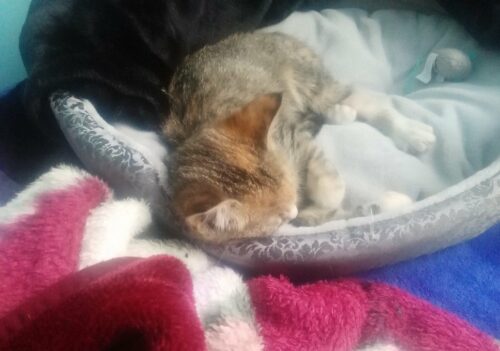 How You Can Help Community Cats